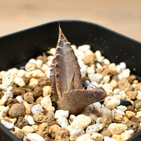 【RAFLUM育成株 5個セット】アガベ Mexico oteroi seeding / オテロイ実生 メキシコ産  【RAFLUM産/実生/子株】C3