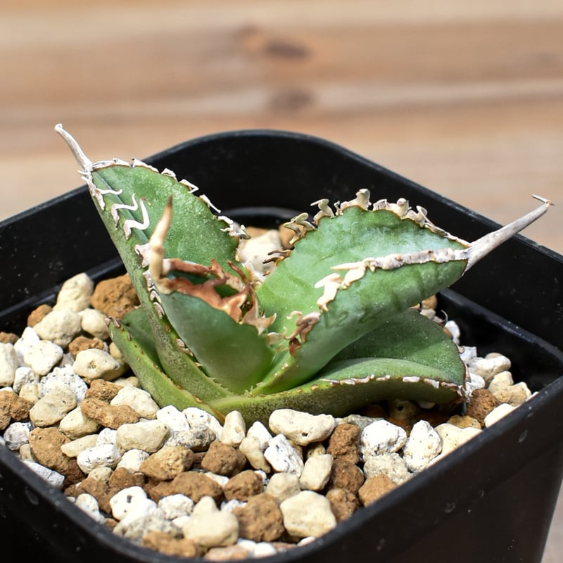 アガベ チタノタ ゴジラ 