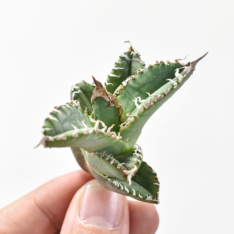 アガベ チタノタ ゴジラ 