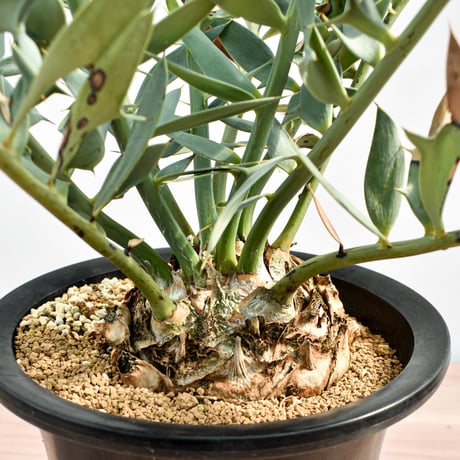 【国際希少野生動植物種登録票付】エンセファラルトス ホリダス RFHK-390