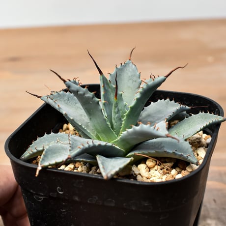 アガベ ハイブリット 日系イシスメンシス×象牙妖炎（陽炎エボリ）【台湾botanical_seeker産】RF25011393