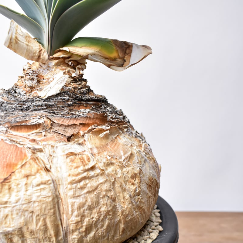 ブーファン ハエマンソイデス 