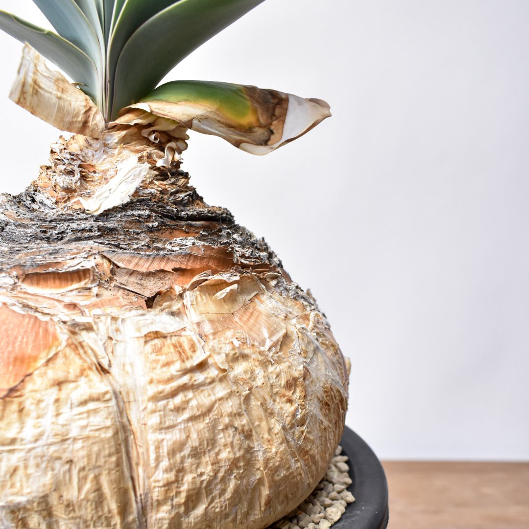 ブーファン ハエマンソイデス 