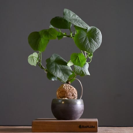 ステファニア ヴェノサ ヴェノーサ スベローサ 現地株 ステファニア ヴェノサ ヴェノーサ スベローサ 現地株 ヴェノサ