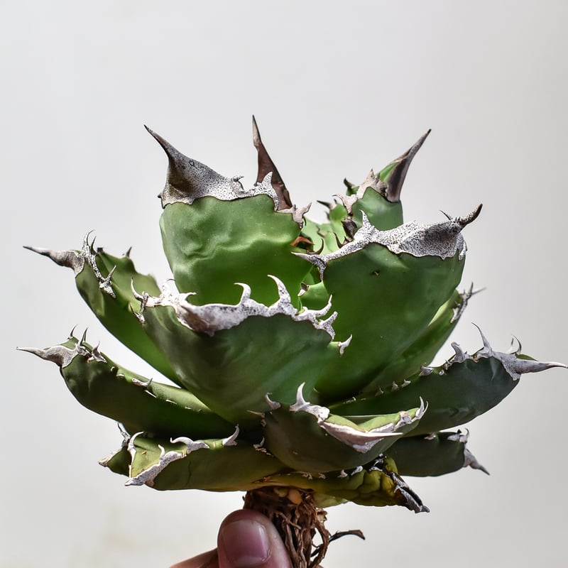 アガベ チタノタ ホワイトファイヤー / 白炎, 白火焔 