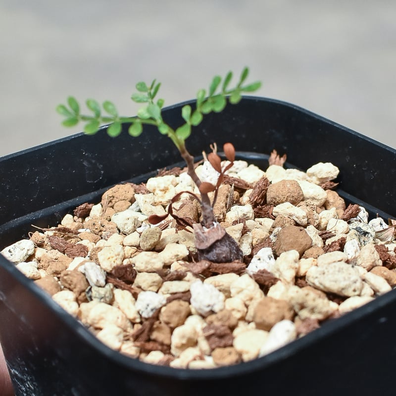 オペルクリカリア パキプス 【実生】RF231695 | RAFLUM / ラフラム