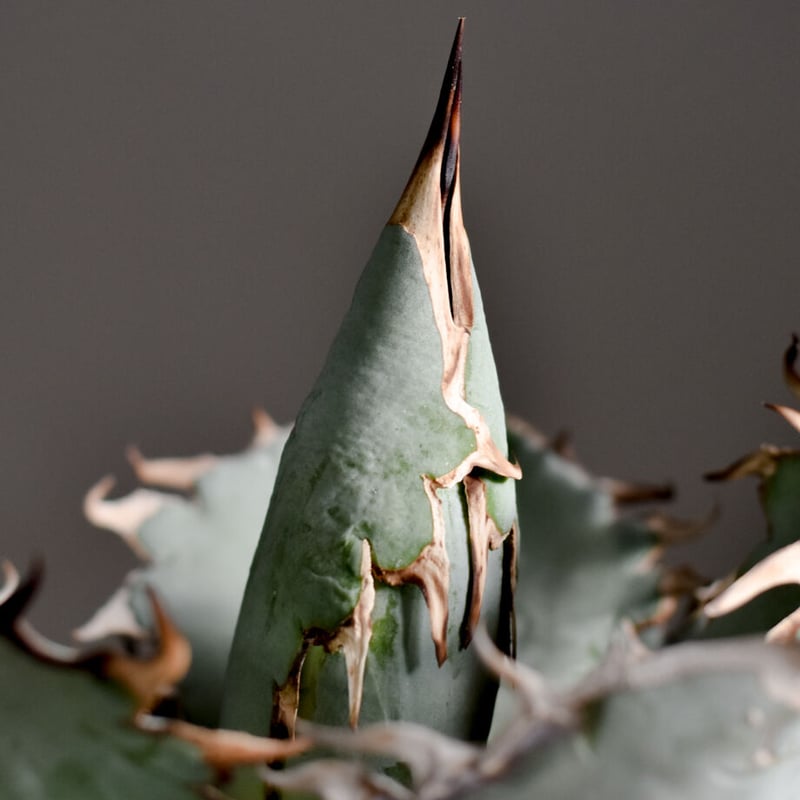 アガベ チタノタ HOWAITOAIsU Agave titanota white ice アガベ チタノタ ホワイトアイス