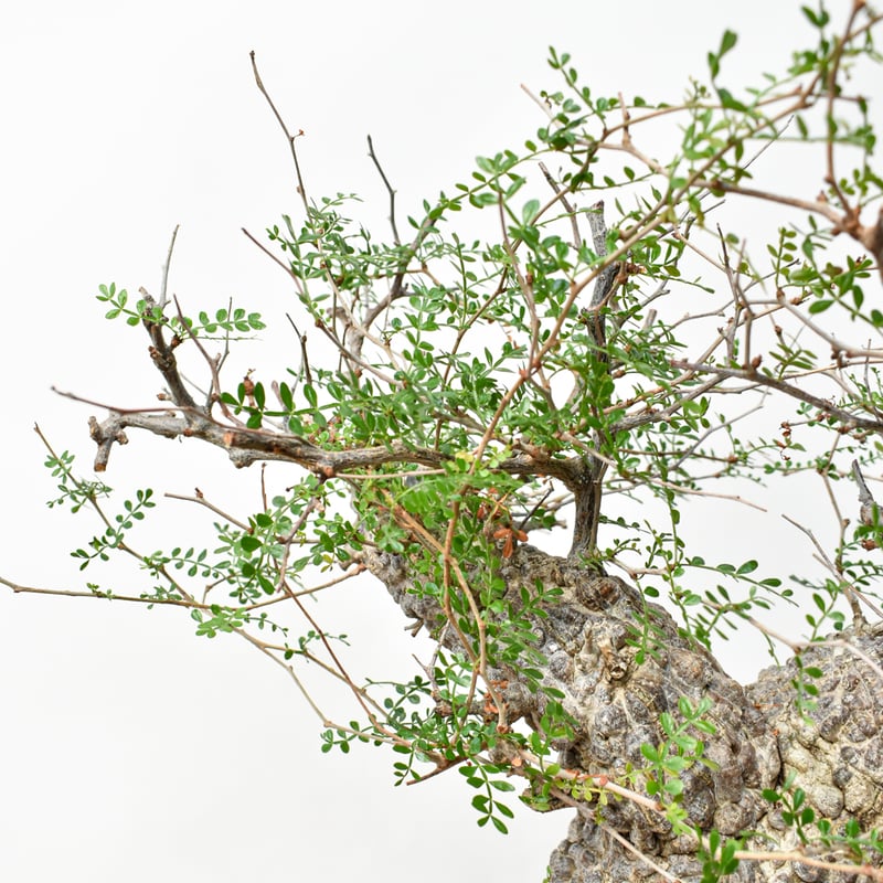 オペルクリカリア・パキプス RAFLUMコレクション】オペルクリカリア パキプス 