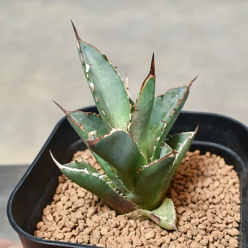 アガベ　チタノタ　中株セット　8株 000000021354_1_OS2HUqi.jpg