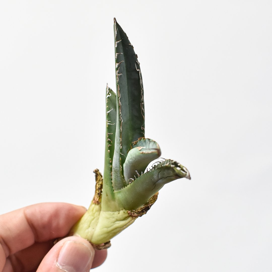 アガベ　チタノタ　白悪魔　Solo agave産 アガベ チタノタ 