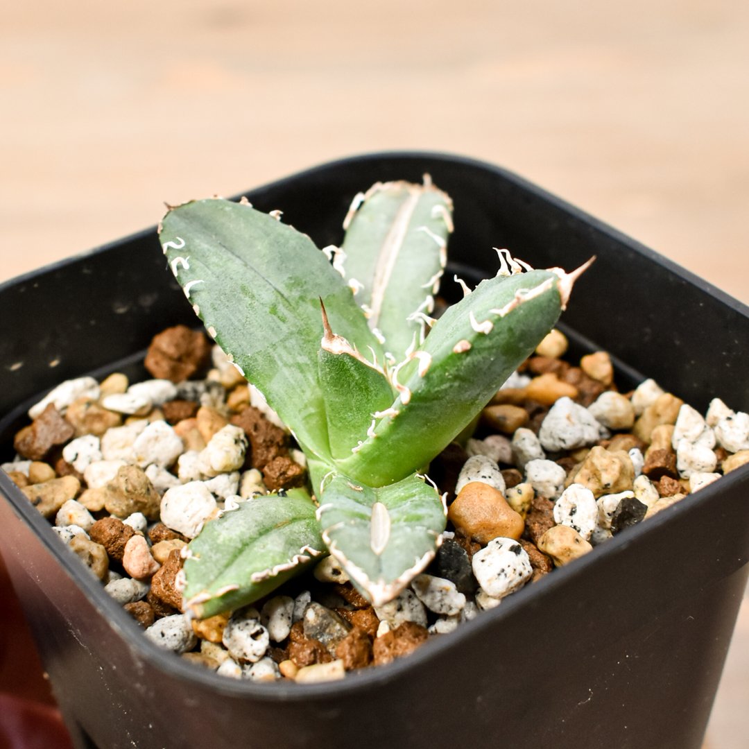 アガベ チタノタ 