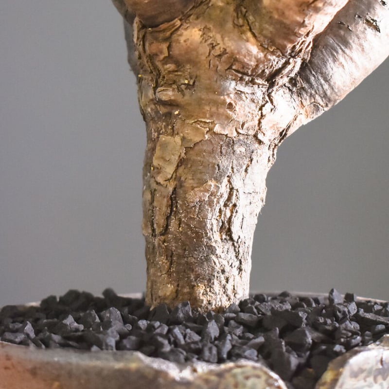 ユーフォルビア・ギラウミニアナ【イチ押し！希少な良型を厳選販売