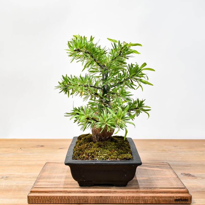 【おまけ付き】フォークイエリア・プルプシー　実生 フォークイエリア プルプシー 実生 | hanayoshi-botanical