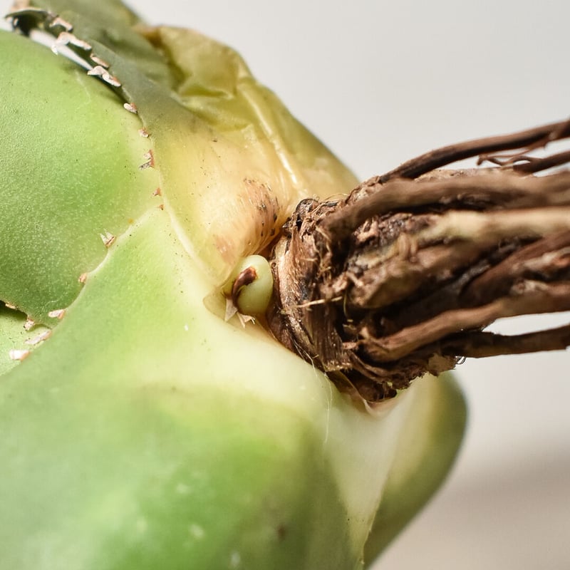 アガベ チタノタ 南アフリカダイヤモンド 