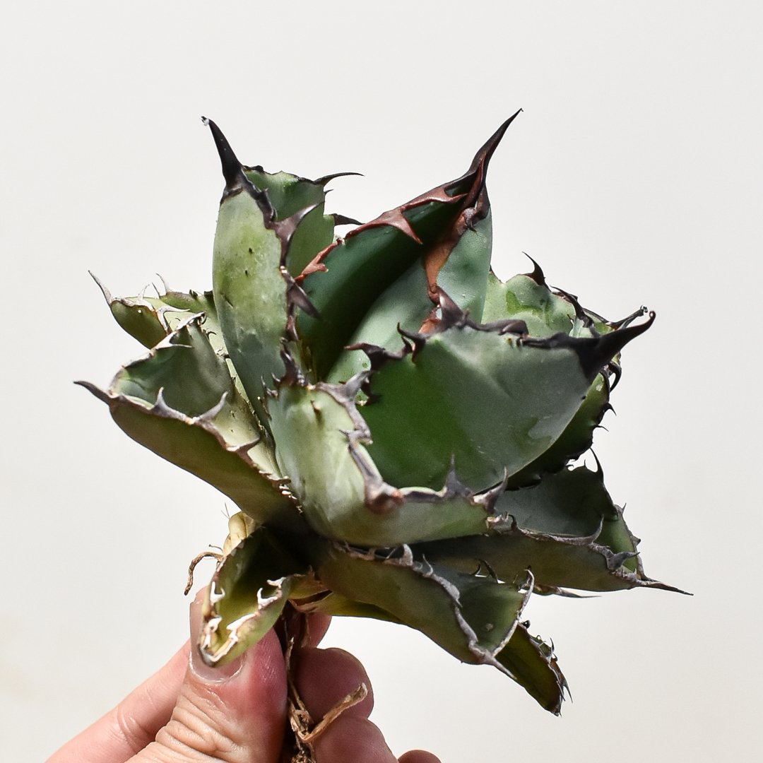 その他 AtmophWindowYo+AtmophScope+WoodSpeakerBo その他 AtmophWindowYo+AtmophScope+WoodSpeakerBo その他