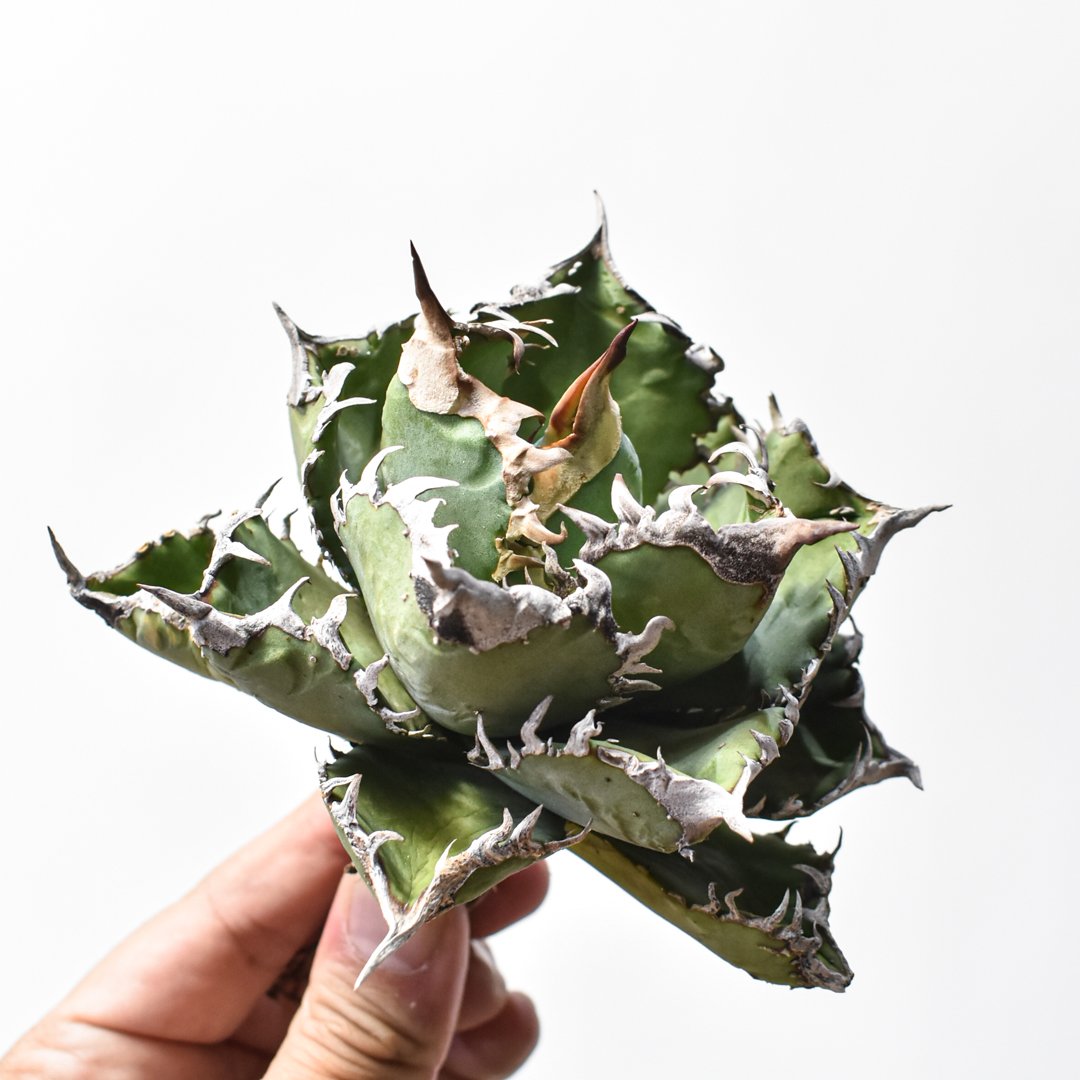 アガベ チタノタ 