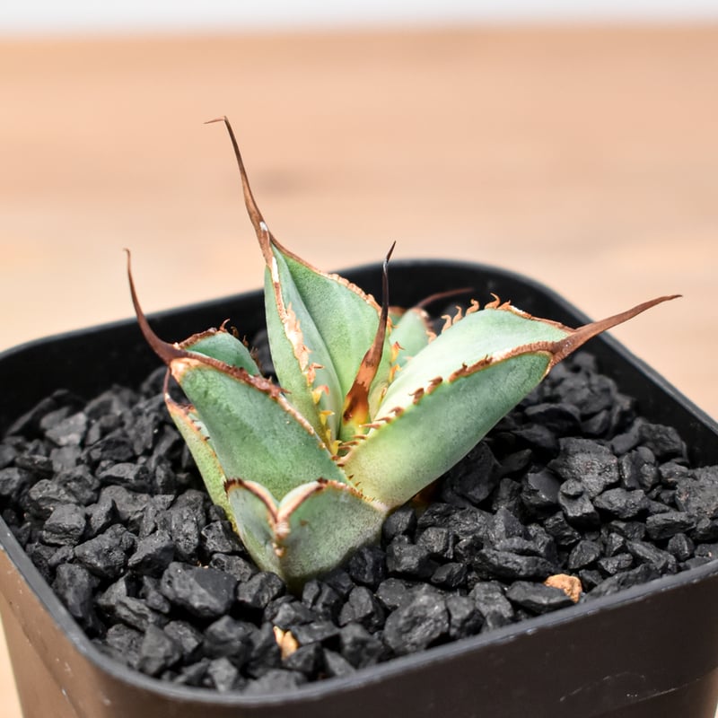 【スーパーチタノタ】CACUTUS GREEN血統、発根済み子株① agave-supertitanota.jpg