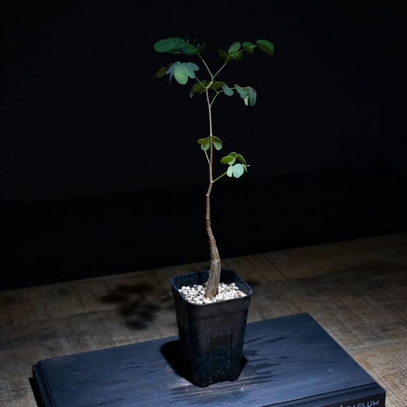 デロニクス プミラ（実生）RF22749 | RAFLUM / ラフラム｜東京