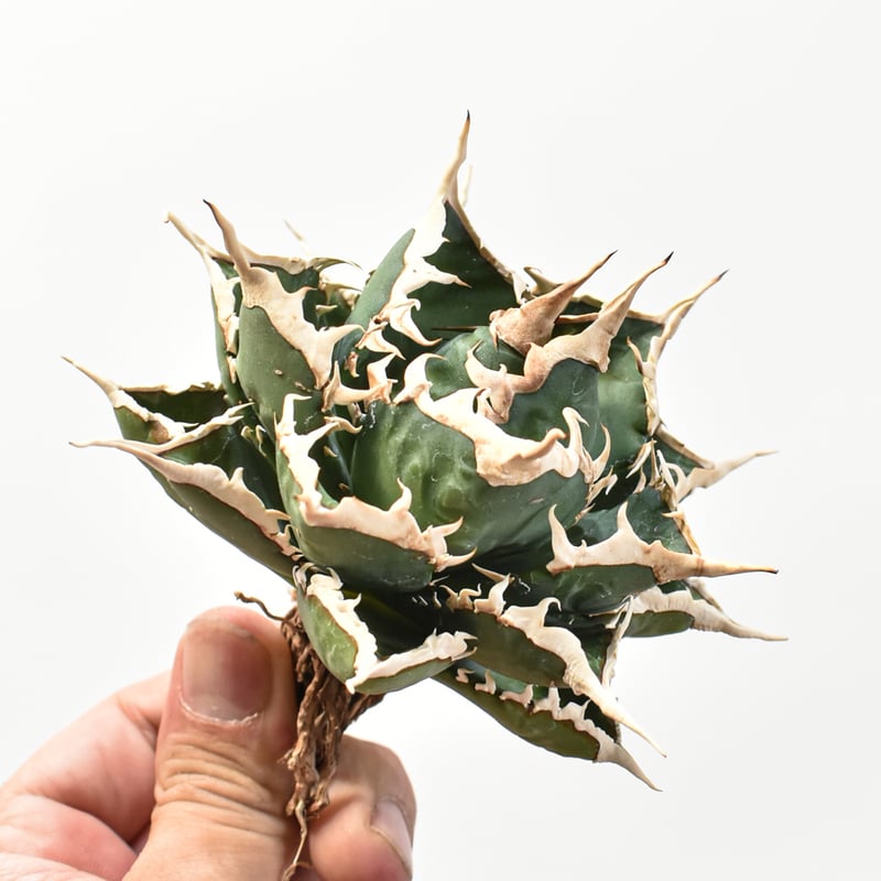 5CLAW】アガベ チタノタ 