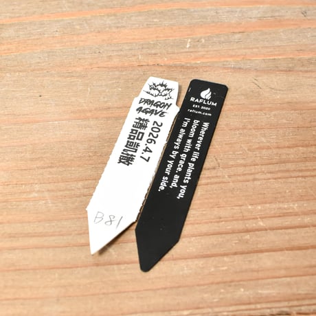 アガベ チタノタ 精品シーザー / 精品凱撒  【台湾 dragon agave産/中株/抜き苗】B81