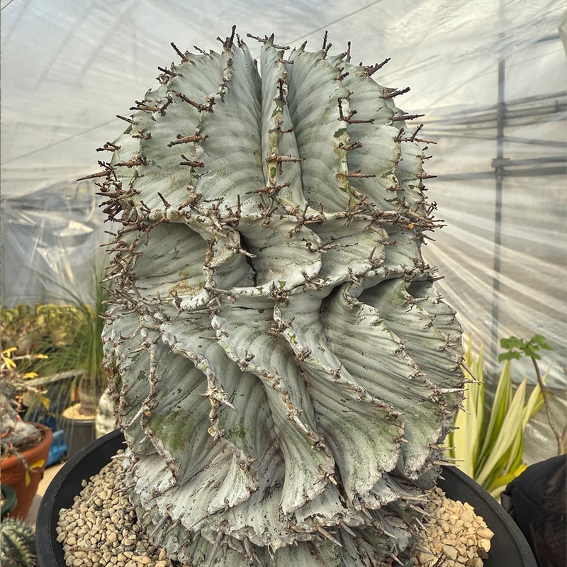 ビルベルギア・ホリダ・ホリダ ずんぐりむっくり 🌵 太ゼブラ×太白ホリダ 縦に伸びない、コロコロとした