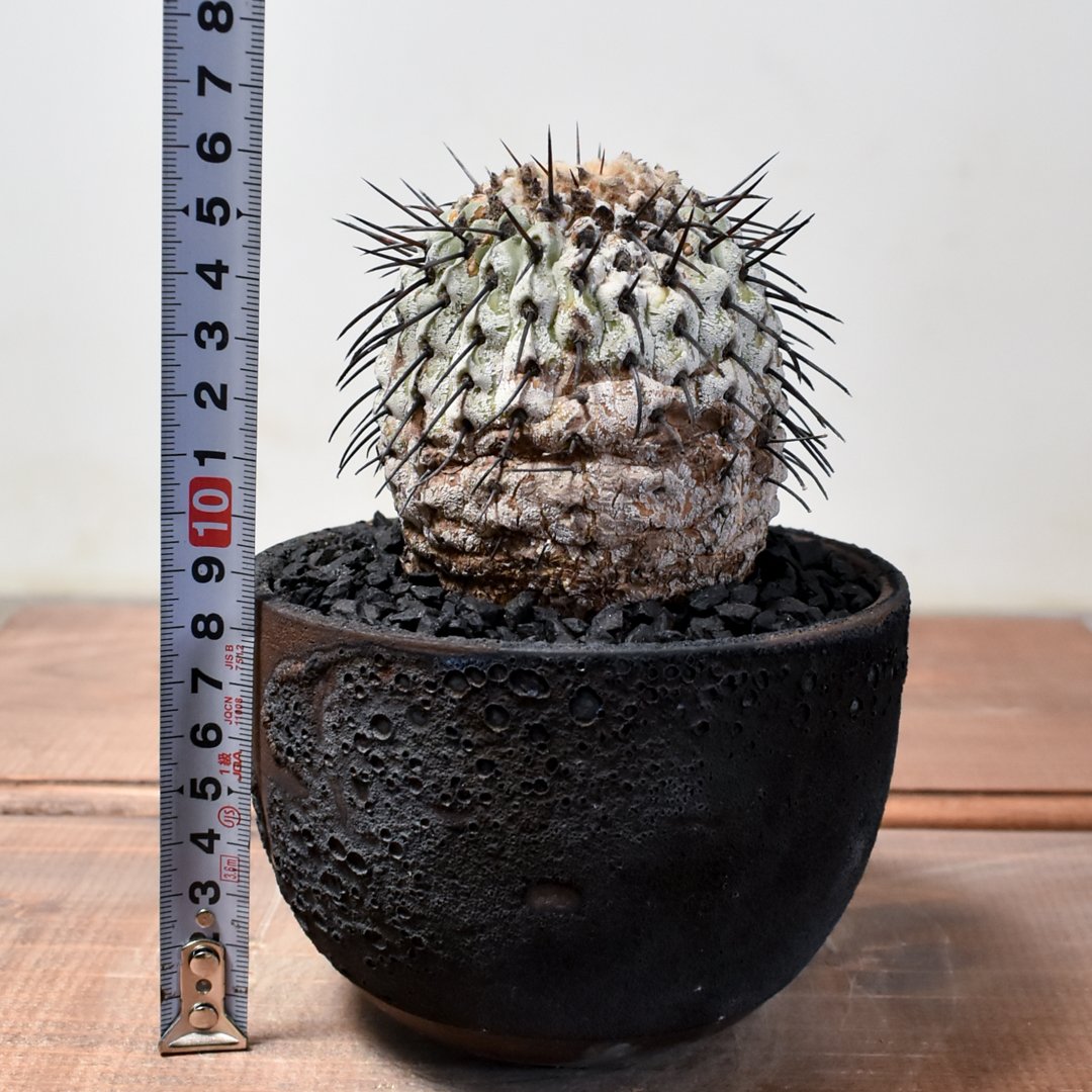 コレクション株！　コピアポア　コルムナアルバ　超美株　発根済！ fit=scale-down,w=1200