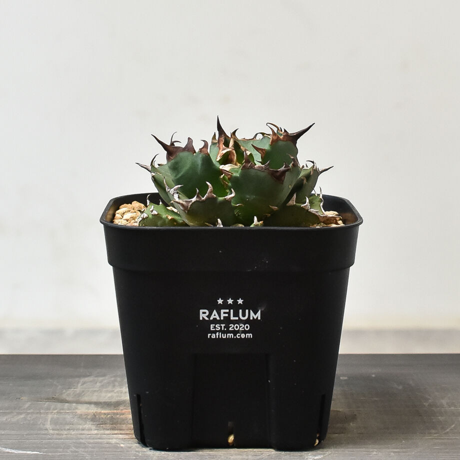 チタノタ 姫巌竜 選抜株 コンパクト ドワーフ アガベ：チタノタ 姫巌竜 5号鉢植え24-01 の通販 | 園芸ネット