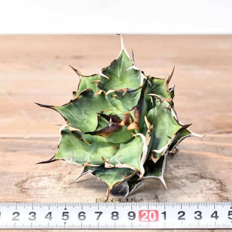 アガベ チタノタ "精品ハデス" / 精品黒帝斯、精品恐竜牙歯 【台湾 dragon agave産/中株/抜き苗】C RF25011901