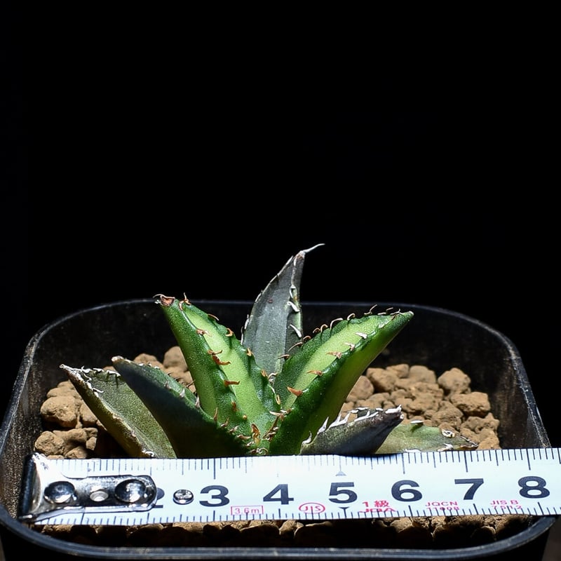 アガベ チタノタ　オテロイ　セット　まとめ売り　6株　白鯨　SAD BB アガベ チタノタ オテロイ セット まとめ売り 6株 白鯨 SAD BB