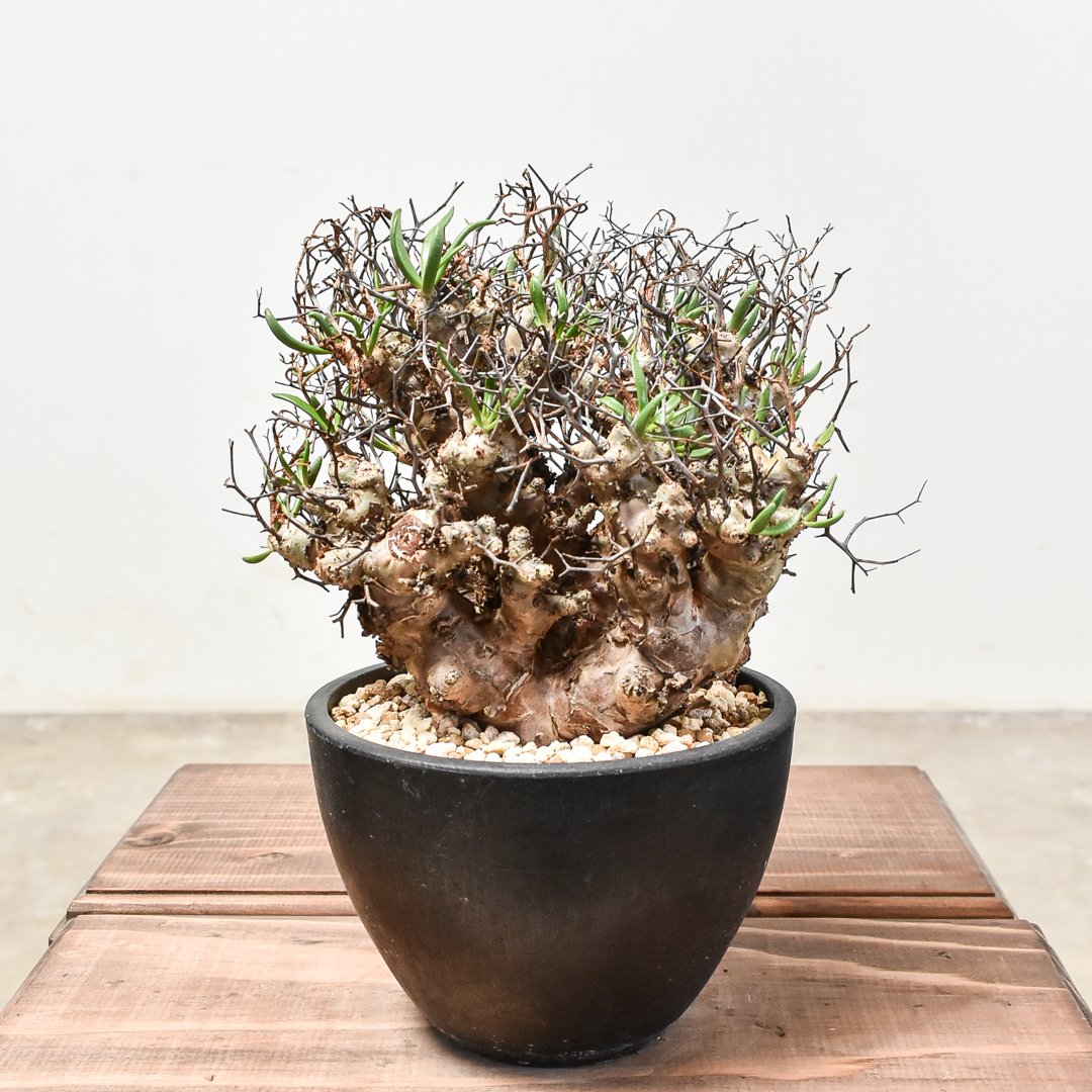 万物想 現地球 fit=scale-down,w=1200