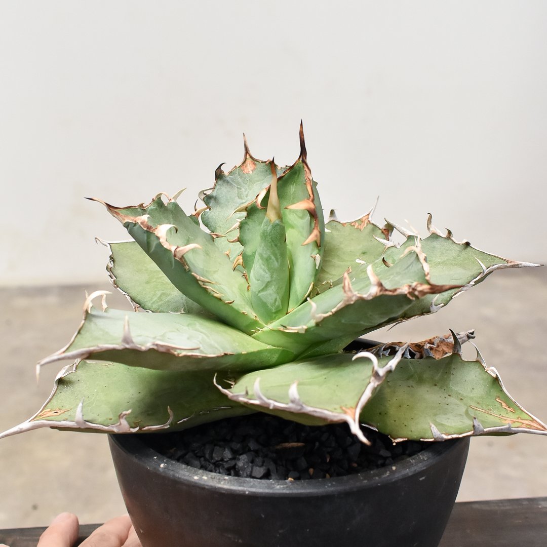 アガベ チタノタ 