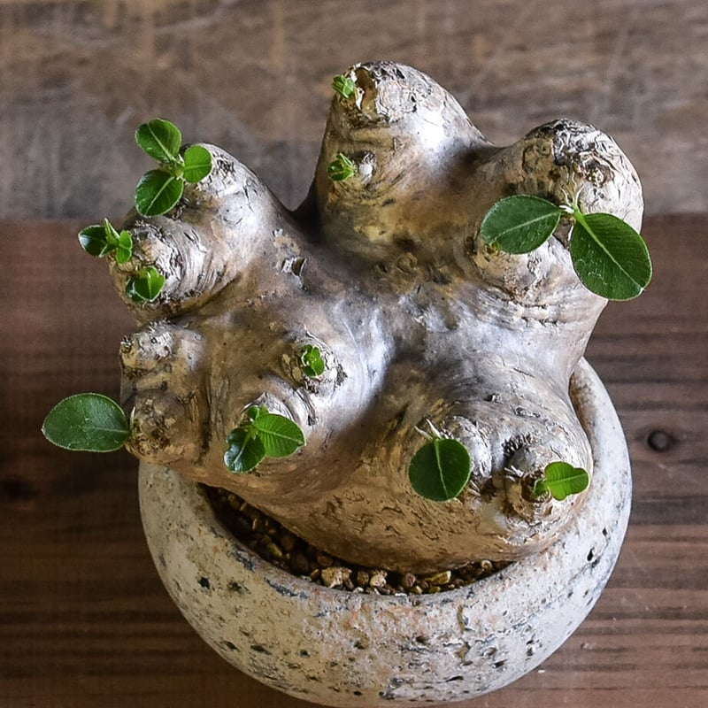 恵比寿笑い（パキポディウム ブレビカウレ）【大変希少で人気株