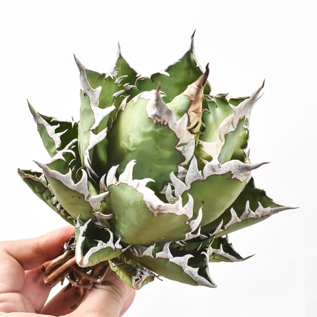 アガベ チタノタ "精品レッドキャットウィーズル" / 赤猫 , 紅猫  【台湾 dragon agave産/中株/抜き苗】537 DGC2411028(T)