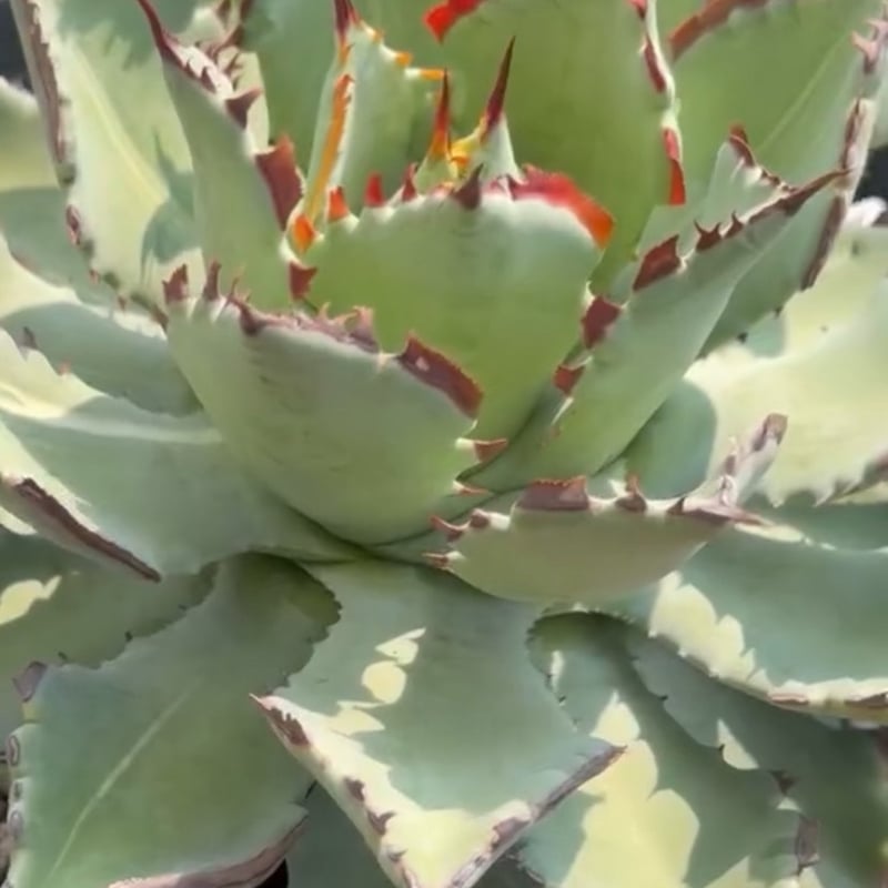 アガベ ハイブリット 