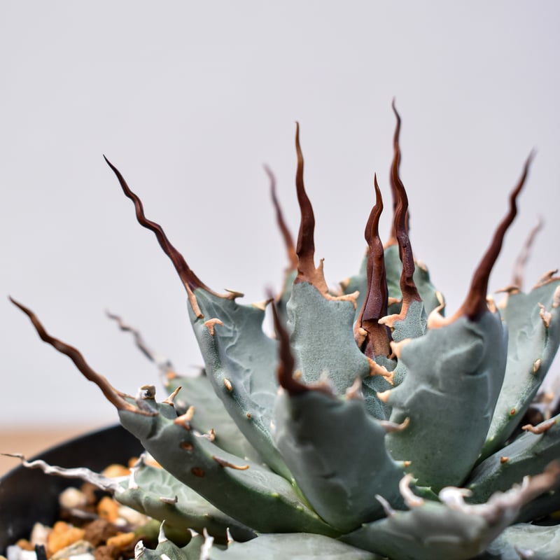 アガベ Dennis hybrid 妖炎X甲妖 /エボリスピナ×（イシスメンシス