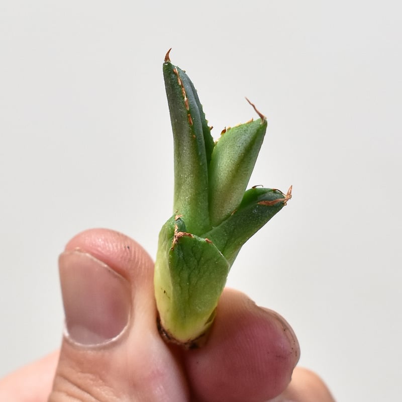 アガベ チタノタ 