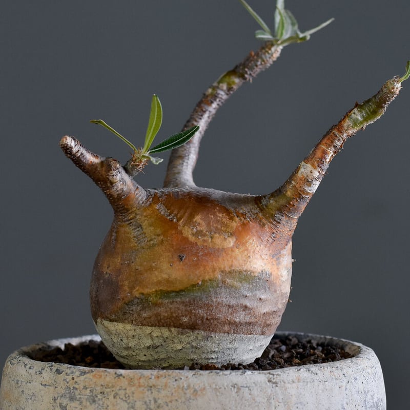 グラキリス マカイエンセ 抜き苗 実生 良型 チタノタ パキプス コミフォラ