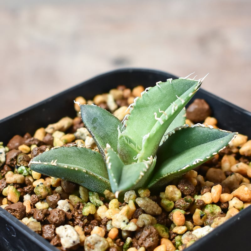 アガベ チタノタ ホオジロザメ 