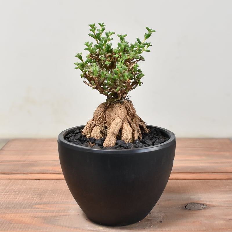 トリコディアデマ ブルボスム 