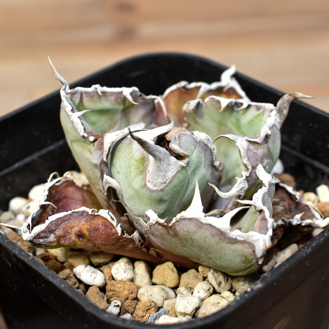 ト*シ様 F12062★オークション★超特大！ イラン産 アガベ チタノタ ドラ ト*シ様 F12062☆オークション☆超特大！ イラン産 アガベ