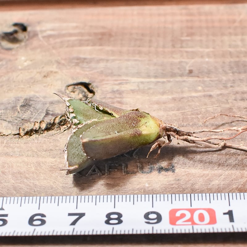 超希少台湾最高峰ナーセリーベルリン産アガベチタノタ⭐️朱雀