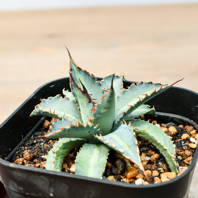 アガベ ハイブリット 