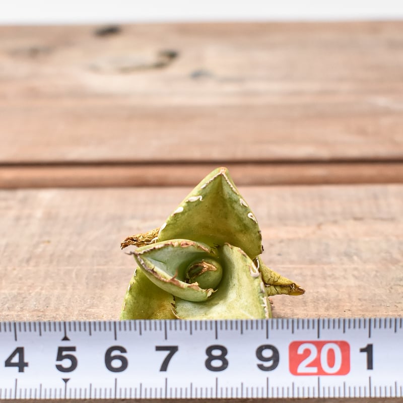 アガベ チタノタ 