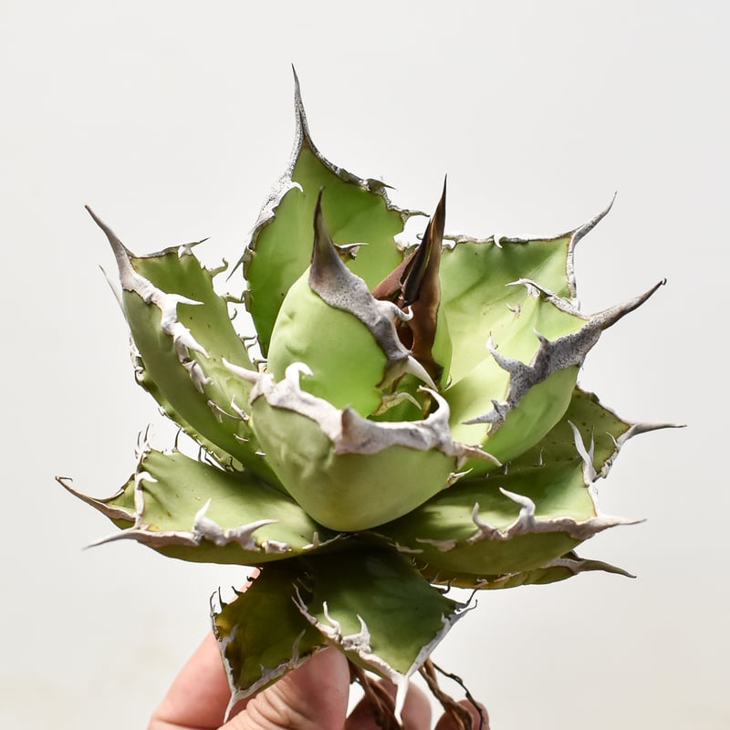 アガベ チタノタ 