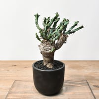 RAFLUMコレクション】コミフォラ グイドッティ 【現地球/発根済