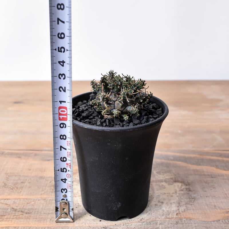 ユーフォルビア デセプタ 【実生】RF25011667 | RAFLUM / ラフラム