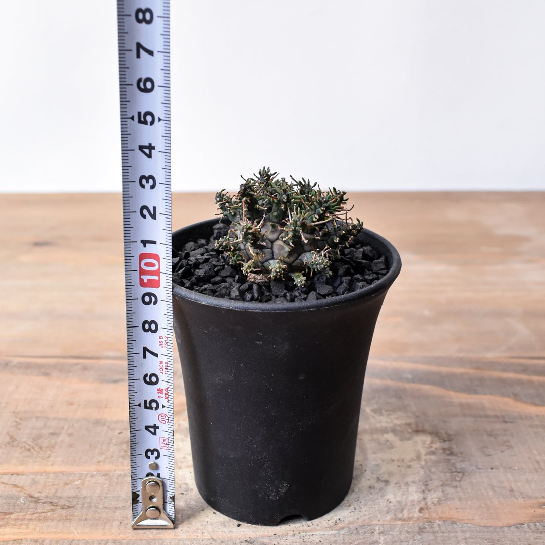 ユーフォルビア デセプタ 【実生】RF25011667 | RAFLUM / ラフラム