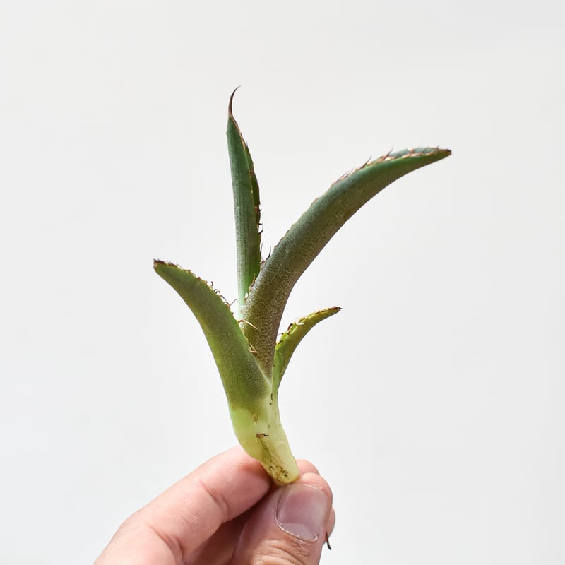 親株】アガベチタノタ 猟豹 チーター ドラゴンアガベ産