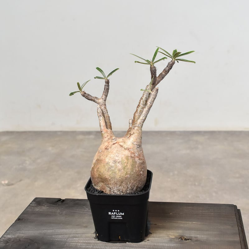 パキポディウム グラキリス (発根済み) RF230803(T) | RAFLUM / ラフ