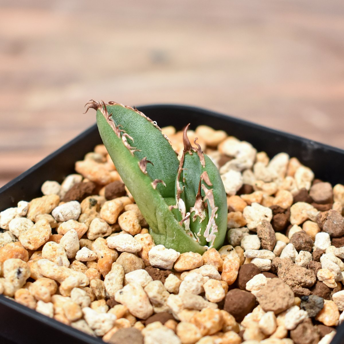 アガベ チタノタ 